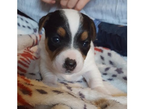 Irk Garantili Jack Russell Yavruları