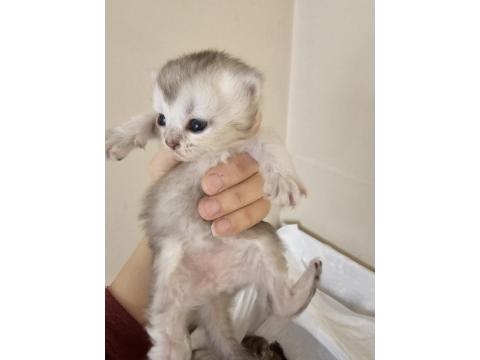 Scottish Fold Ve Straight Kediler