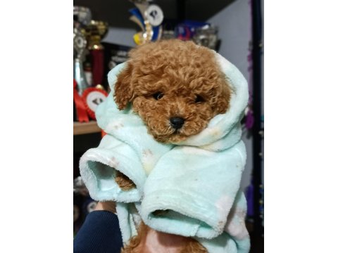 Poodle Kalitesinde Maltipoo Bebek