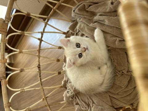2 Aylık Dişi British Shorthair Kedimiz