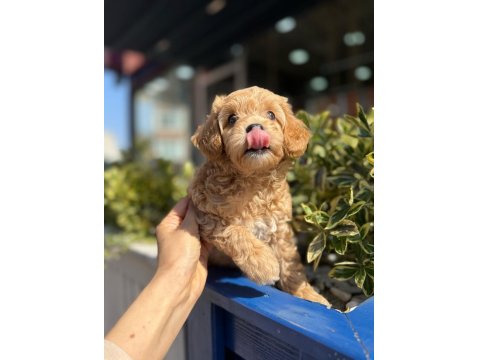 Orjinal Maltipoo Yavrular