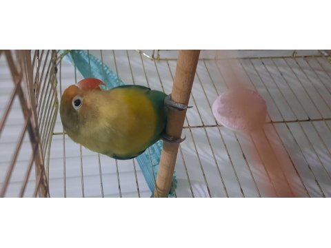 Aile Evinden Yavru Cennet Papağanı