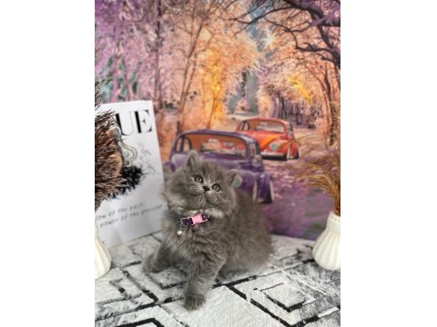 Show Kalitede Yavrular Yuva Arıyor