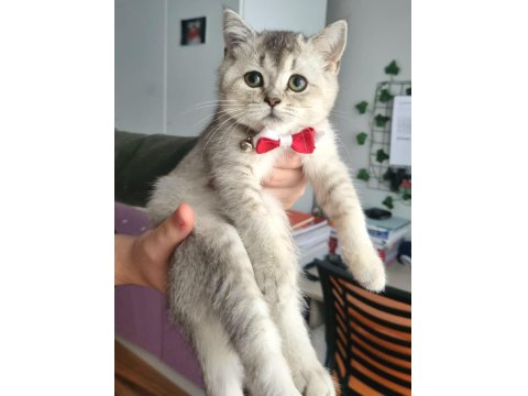 Silver British Shorthair Yavrumuz Yeni Yuvasını Arıyor