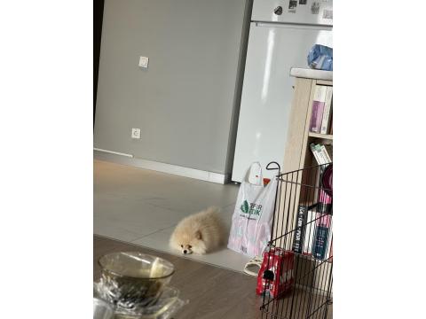 Pomeranian Boo 8 Aylık Erkek