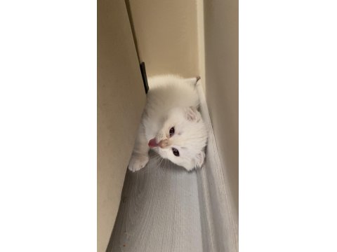 2.5 Aylık Scottish Erkek Acil Yuva