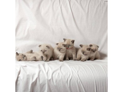 British Shorthair Sevimli Yavrular