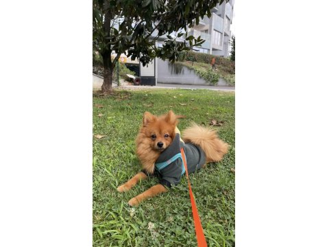 Tilki Suratlı Pomeranian