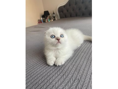 Güzeller Güzeli Scottish Fold Kedimiz Yeni Yuvasına Gitmeyi Bekliyor