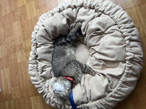 Ücretsiz British Shorthair Kırması Kedimiz