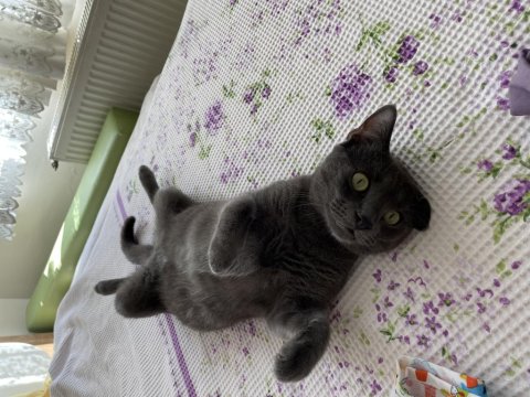 Ücretsiz Sahiplendirme Russian Blue