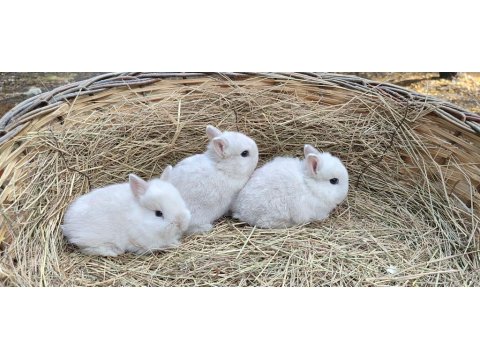 Netharlend Darbe (Cüce Tavşan)