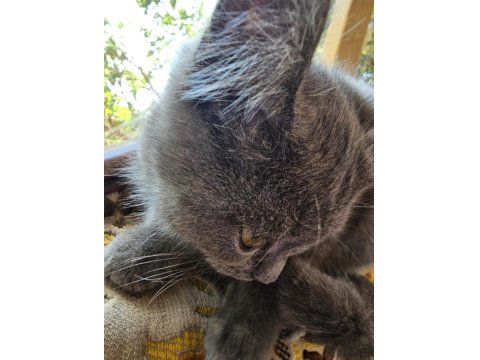 British Cins Kedimiz Ücretsiz Sahiplendirme