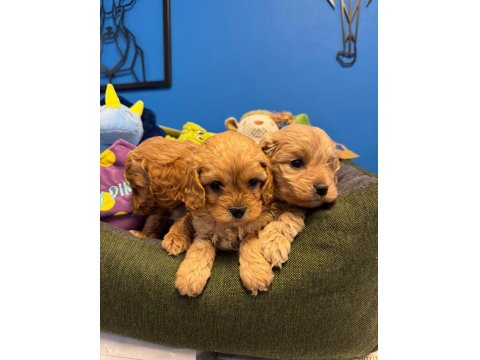 Irk Garantili Red Maltipoo Yavrularımız