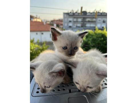Uygun Fiyatlı Sevimli British Shorthair Yavrularım