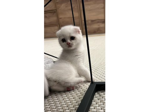 Scottish Fold Beyaz Yavru