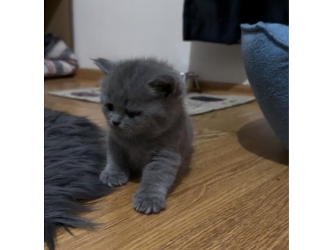 Orijinal Irk Safkan British Shorthair