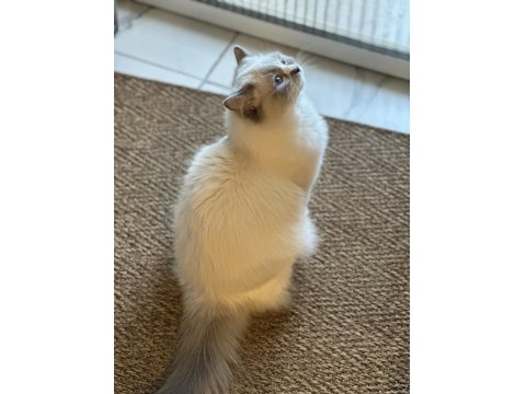 7 Aylık Ragdoll Yavrumuz Sahiplendirecektir