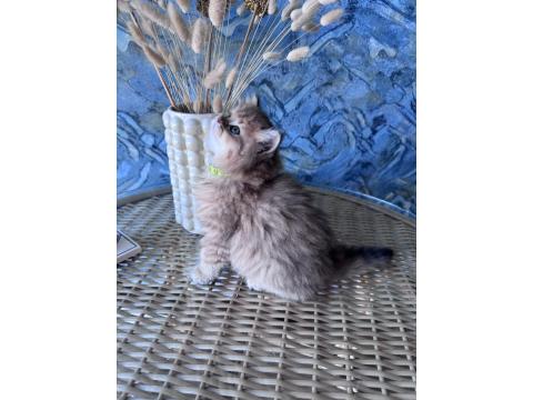 A Kalite British Longhair Golden Black Dişi Yavru