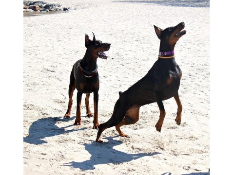 Eğitimli Doberman Yavruları Çiftlikten