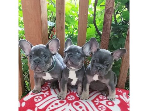 French Bulldog Köpekler