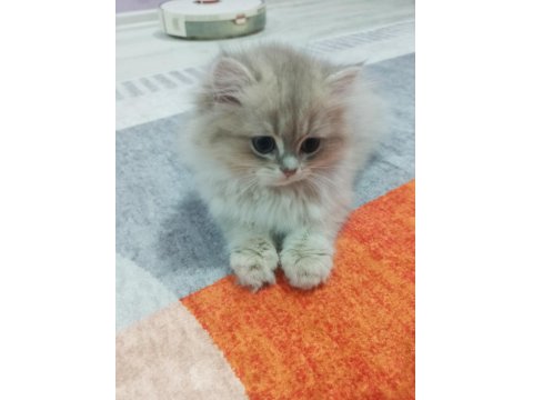 Saf Kan British Longhair Golden Yavrular