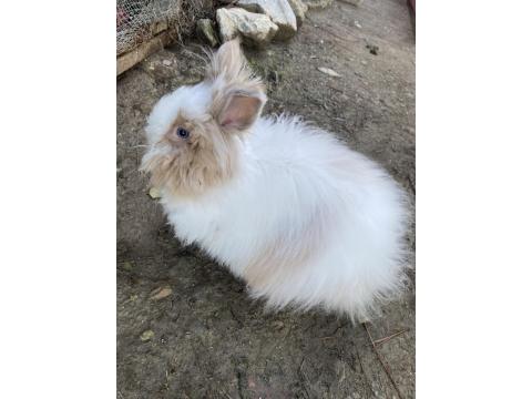 Aslanbaş Güzeli Dişi Tavşanımız