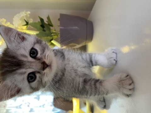 British Shorthair Ve Longhair Yuvarlak Kafa Yavru Kediler