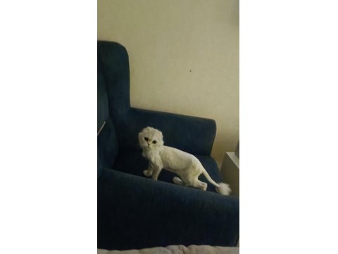 Silver Point Scottish Fold