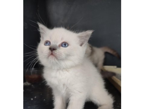 Safkan Üretim British Shorthair