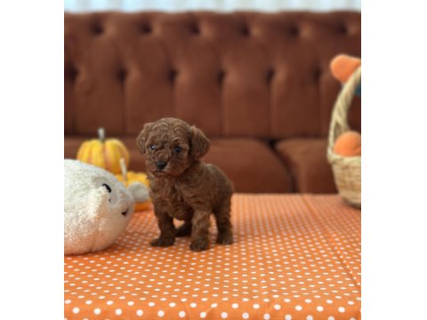 Tea Cup Poodle Dişi Yavrular
