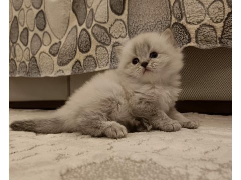 Böylesini Kedimiz Zor Bulursun