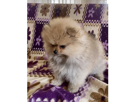 Teacup Pomeranian Boo Kızımız