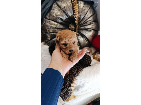 Orijinal Toy Poodle Yavrular