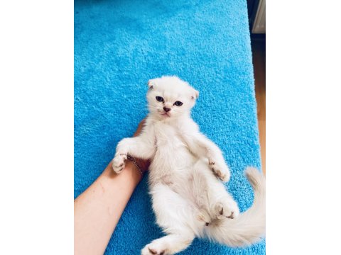 2 Aylık Oyuncu Scottish Fold Yavrular