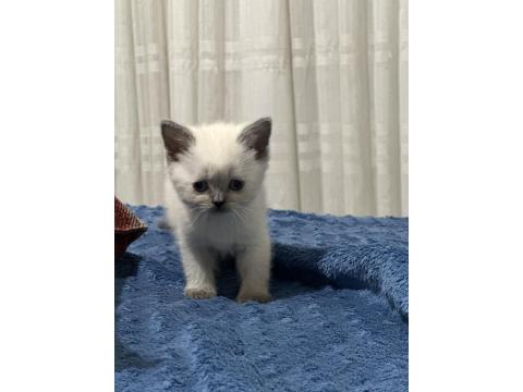 British Bluepoint Yavrularımız Yeni Yuvalarını Arıyor