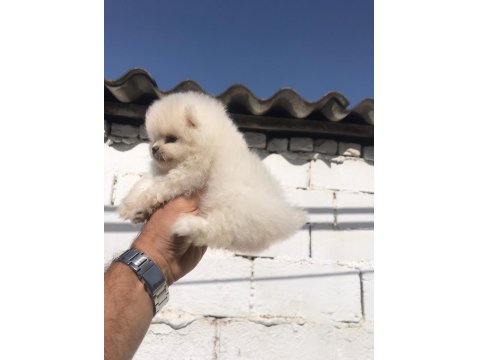 Pomeranian Boo Yavru Köpeğimiz