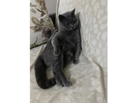 Çok Sevecen British Shorthair Uysal Ev Kedisi