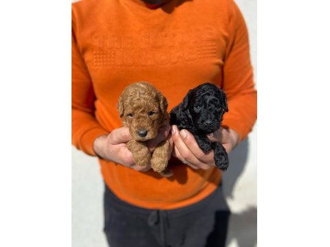 Irk Ve Sağlık Garantili Poodle 14 Adet Yavru