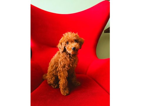 2,5 Aylık Toy Poodle Yavrumuz Sahibini Arıyor