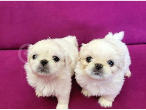 Pekinez Yavrularımız