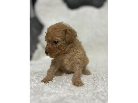 Poodle Bebişleri
