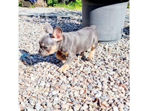 French Bulldog Yavruları
