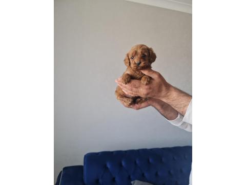 Tuvalet Eğitimli Minyatür Poodle Miniğim