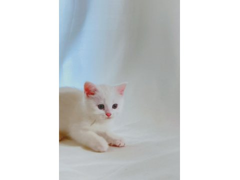 Şişman, Şirin Ve Enerjik: Sevimli Beyaz British Shorthair