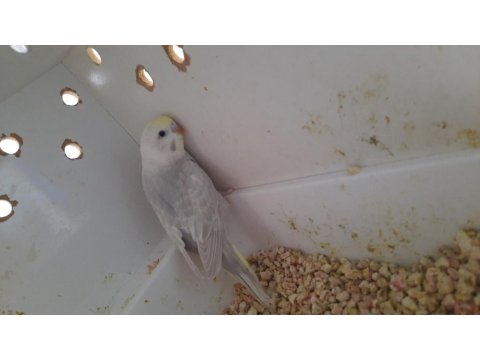 Yavru Ele Alıştırmalık Rainbow Muhabbet Kuşu