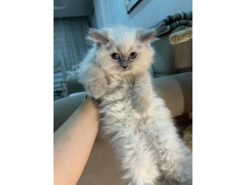 British Longhair Blue Point Erkek