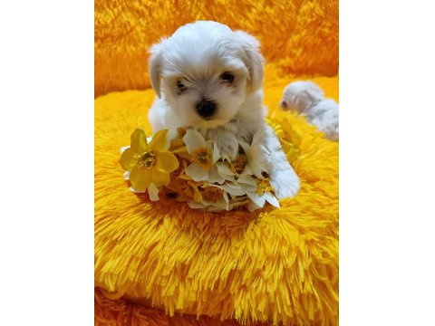 Maltese Terrier Yavrular Gelip Görerek Alabilirsiniz Adrese Teslimat Var