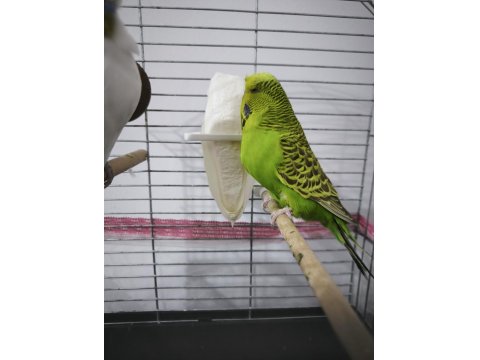 Hazır Takım Jumbo Muhabbet Kuşu