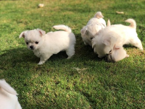 Sevimli Ve Eğitimli Chihuahua Yavrular